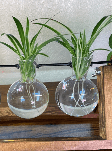 Baby curly spider plants in water